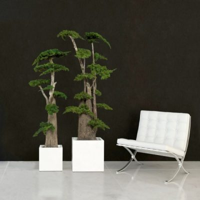 Arbre Bonsaï Stabilisé
