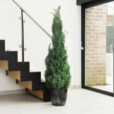 Arbre naturel stabilisé Cyprés Stardust