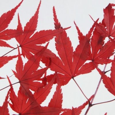 Bouquet d'ÉRABLE stabilisé rouge