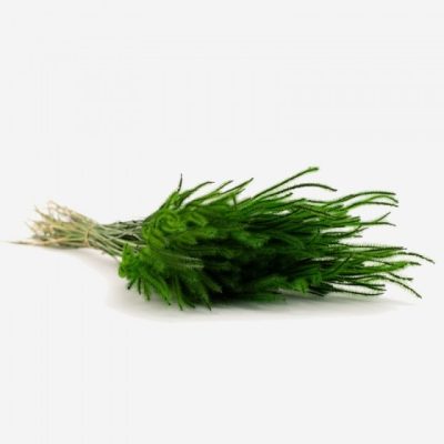 Bouquet d'herbe OURO séchée VERT SAPIN