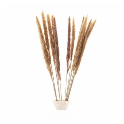 Bouquet de 15 mini pampa séchée NUDE