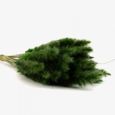 Bouquet de 15 mini pampa séchée VERT