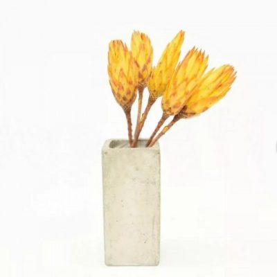 Bouquet de 5 protea rebens séché JAUNE