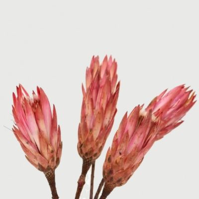 Bouquet de 5 protea rebens séché ROSE