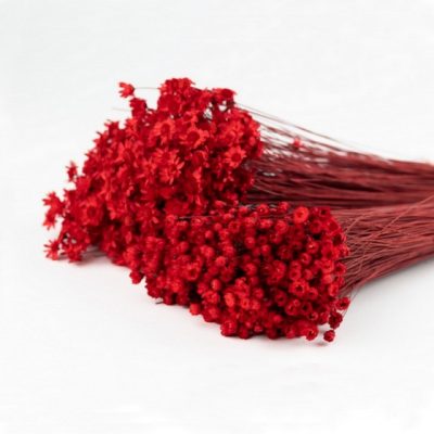 Bouquet de Glixia séché ROUGE