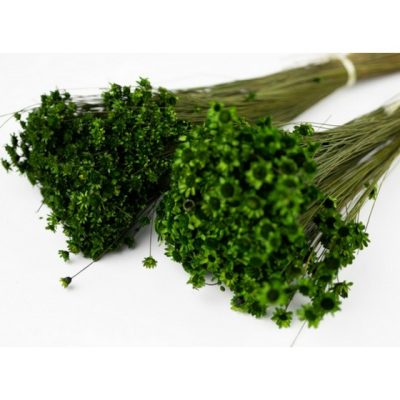 Bouquet de Glixia séché VERT