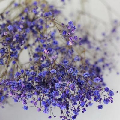 Bouquet de gypsophile stabilisé LAVANDE
