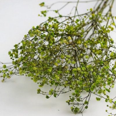 Bouquet de gypsophile stabilisé VERT