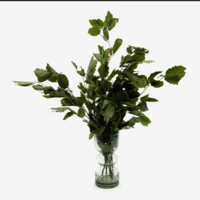 Bouquet de hêtre vert stabilisé