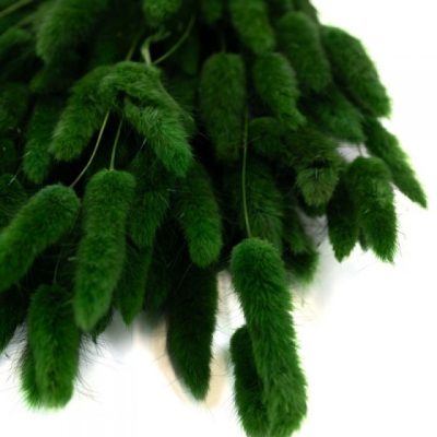 Bouquet de Lagurus séché VERT SAPIN