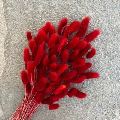 Bouquet de Lagurus séché ROUGE