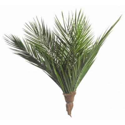 Bouquet de palmes Phoenix stabilisé