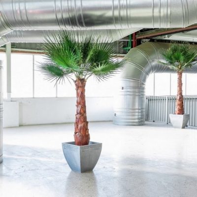 Palmier Washingtonia stabilisé