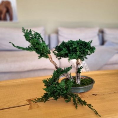 Plante stabilisée Bonsaî juniperus FUKINSEI