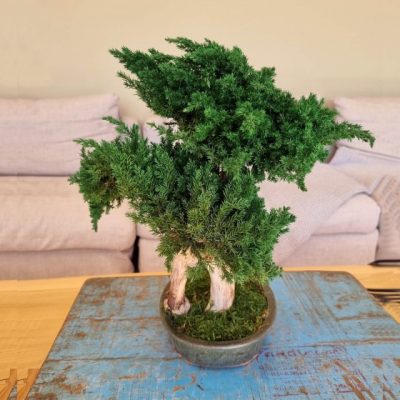 Plante stabilisée Bonsaî juniperus YUGEN