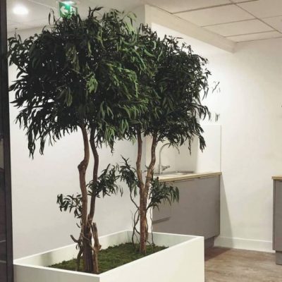 Plante stabilisée Eucalyptus Copa Nicoly