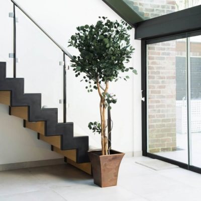 Plante stabilisée Eucalyptus Copa Populus