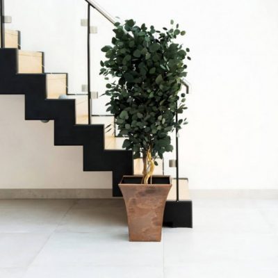 Plante stabilisée Eucalyptus Populus droit
