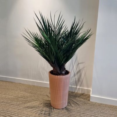 Plante stabilisée PALMIER Phoenix
