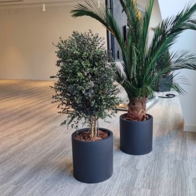 Plante stabilisée Parvifolia