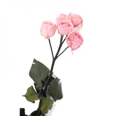 Rose tige multiple ROSE