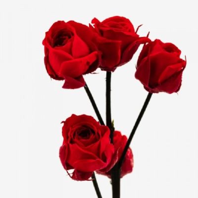 Rose tige multiple ROUGE