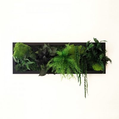 Tableau vegetal stabilisé BLACK SHINE